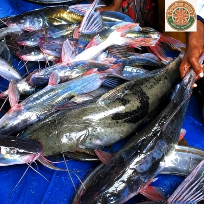 fish