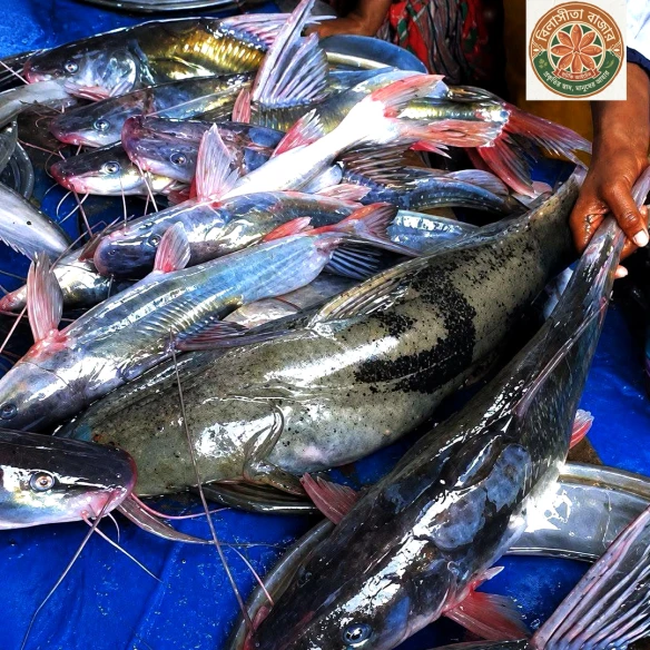 fish